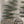 Load image into Gallery viewer, Pintail Fluke