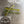 Load image into Gallery viewer, 3.6" Flattail