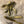 Load image into Gallery viewer, Ned Spade Tail
