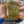 Load image into Gallery viewer, 5" Salted Sticks