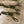 Load image into Gallery viewer, Ned Craw