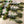 Load image into Gallery viewer, Spider Neds