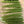 Load image into Gallery viewer, 3.5'' Carrot
