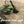 Load image into Gallery viewer, Poison Tail Jig