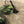 Load image into Gallery viewer, Poison Tail Jig