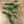 Load image into Gallery viewer, Ned Craw