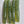 Load image into Gallery viewer, Watermelon Seed
